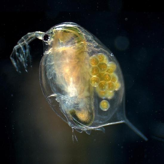 Female adult daphnia with eggs