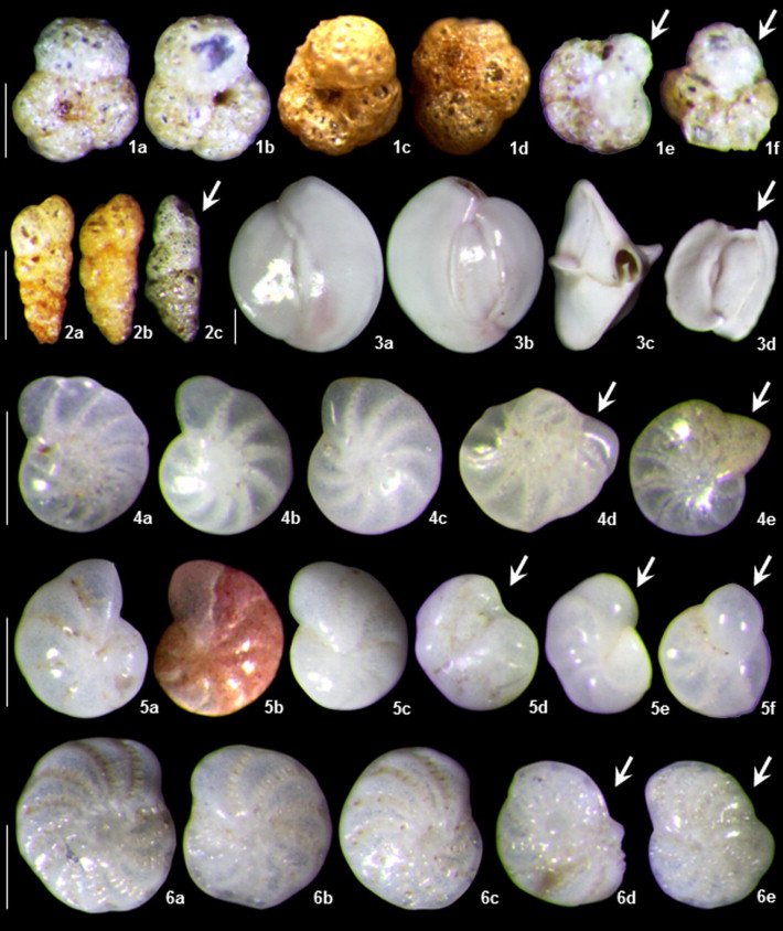 Microphotographs-of-dominant-and-common-species-of-benthic-foraminifera-in-the-Bohai-Sea.png