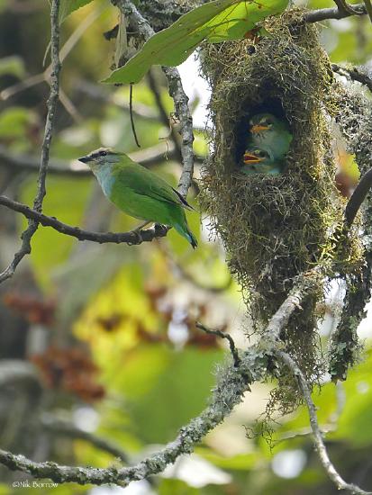 A photo of an adult Grauer's Broadbill, a small green bird in the Eurylaimidae family, in the foreground. The background contains a nest with two juvenile Grauer's Broadbills. 