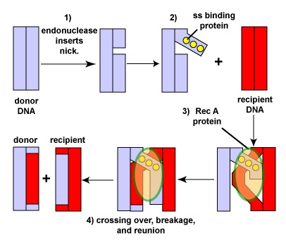 Pairing of Homologous DNA molecules and Exchange of DNA Segments by way of Rec A Protein.