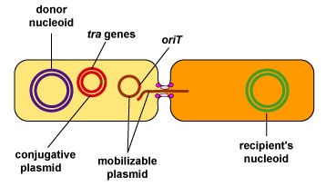 Transfer of Mobilizable Plasmids During Conjugation.