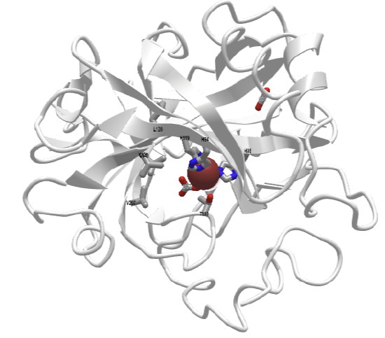 human carbonic anhydrase II with bound bicarbonate and CO2 (2VVB).png