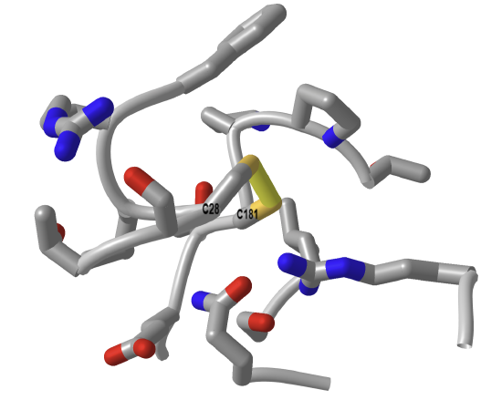 Atoms within 4A of the disulfide bond in Carbonic anhydrase from Neisseria gonorrhea (1KOQ).png
