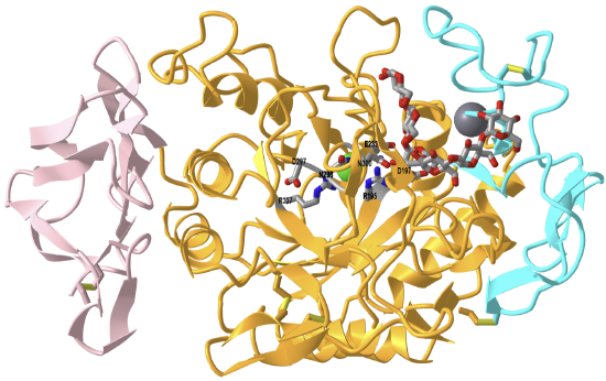 Starch binding sites on the Human pancreatic alpha amylase D300N variant complexed with an octaose substrate (5TD4).png