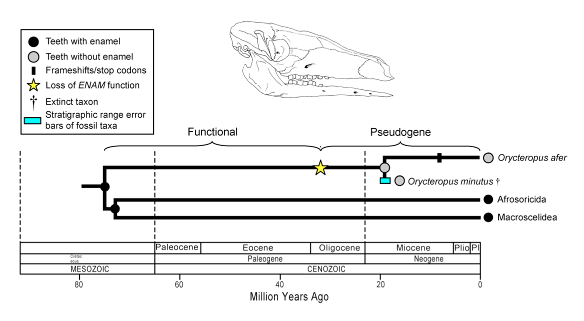 A synthetic interpretation of the history of enamel degeneration in Tubulidentata (the order of aardvarks) based on fossils, phylogenetics, molecular clocks, frameshift mutations, and \frac{d_N}{d_S} ratios. The oldest fossil aardvarks are O. minutus (19 mya) from the early Miocene of Kenya and also lack enamel. Figure & caption modified from , . 