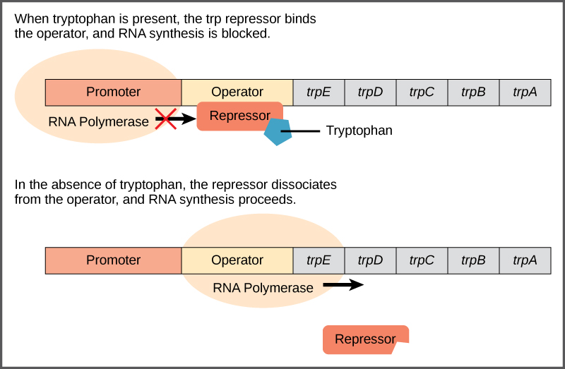 The t r p operon has a promoter, an operator, and five genes named t r p upper case E; t r p upper case D, t r p upper case C, t r p  upper case B, and t r p upper case A that are located in sequential order on the D N A. R N A polymerase binds to the promoter. When tryptophan is present, the t r p repressor binds the operator and prevents the R N A polymerase from moving past the operator; therefore, R N A synthesis is blocked. In the absence of tryptophan, the repressor dissociates from the operator. R N A polymerase can now slide past the operator, and transcription begins.