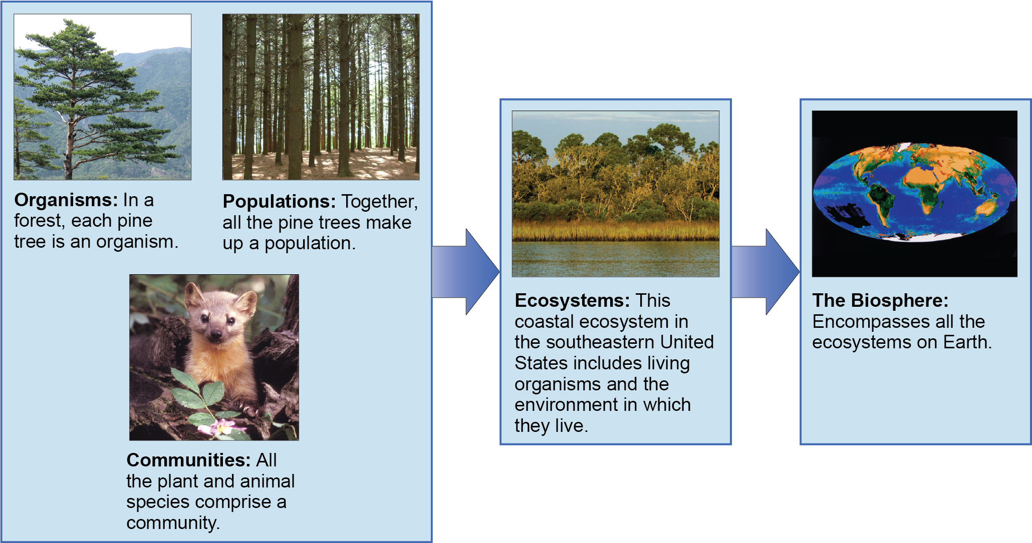 A flow chart of organism, population, community ecology, flowing to ecosystems then biosphere