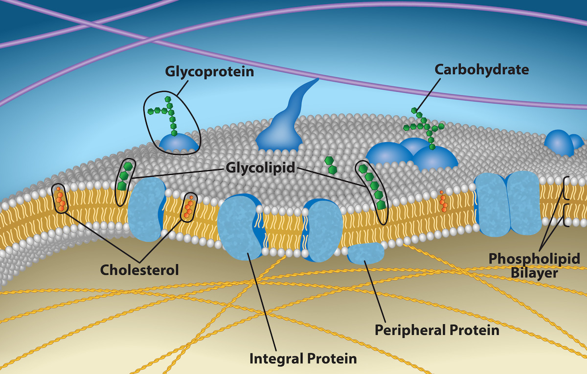 peripheral protein