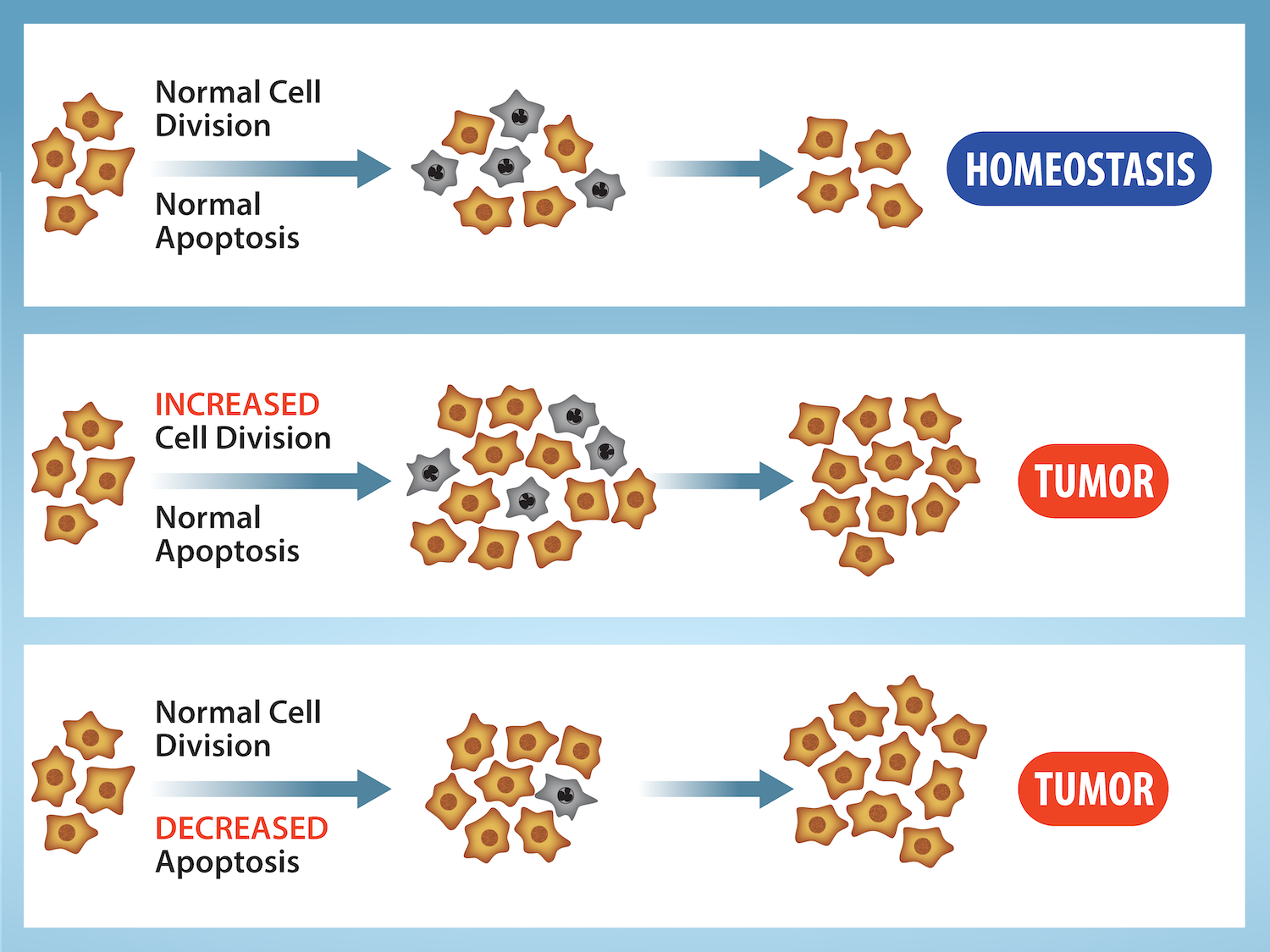 Three situations are shown.  In the first, normal cell division and normal apoptosis creates a balanced mixture of cells and results in homeostasis. In the second, increased cell division and normal apoptosis results in a tumor. In the third, normal cell division and decreased apoptosis results in a tumor.