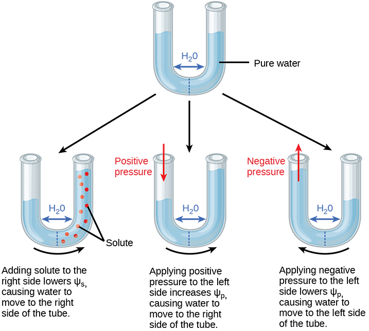 Illustration shows a U-shaped tube holding pure water. A semipermeable membrane, which allows water but not solutes to pass, separates the two sides of the tube. The water level on each side of the tube is the same. Beneath this tube are three more tubes, also divided by semipermeable membranes. In the first tube, solute has been added to the right side. Adding solute to the right side lowers p s i dash s, causing water to move to the right side of the tube. As a result, the water level is higher on the right side. The second tube has pure water on both sides of the membrane. Positive pressure is applied to the left side. Applying positive pressure to the left side causes p s i dash p to increase. As a results, water moves to the right so that the water level is higher on the right than on the left. The third tube also has pure water, but this time negative pressure is applied to the left side. Applying negative pressure lowers p s i dash p, causing water to move to the left side of the tube. As a result, the water level is higher on the left.