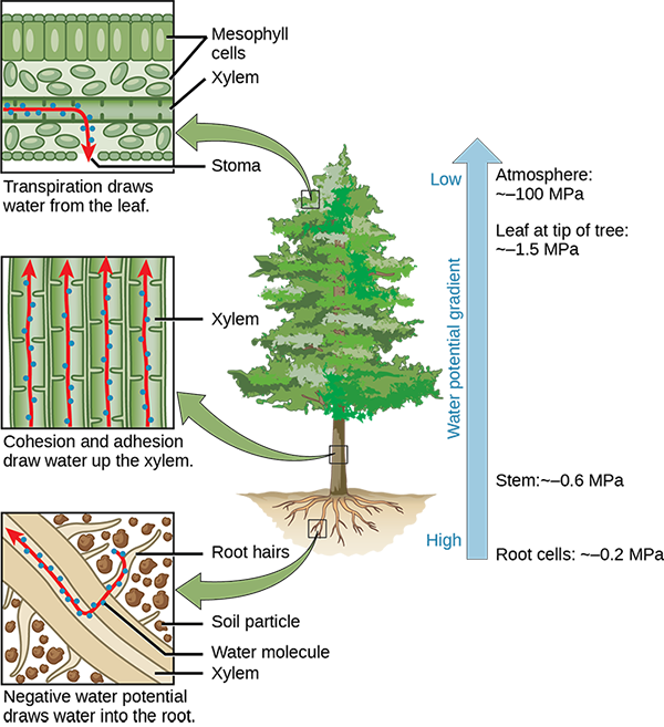 Illustration shows a pine tree. A blowup of the root indicates that negative water potential draws water from the soil into the root hairs, then into the root xylem. A blowup of the trunk indicates that cohesion and adhesion draws water up the xylem. A blowup of a leaf shows that transpiration draws water from the leaf through the stoma. Next to the tree is an arrow showing water potential, which is low at the roots and high in the leaves. The water potential varies from approximately 0.2 upper case M upper case P lower case a, in the root cells to approximately 0.6 M P a in the stem and from approximately 1.5 M P a in the highest leaves, to approximately 100 M P a in the atmosphere.