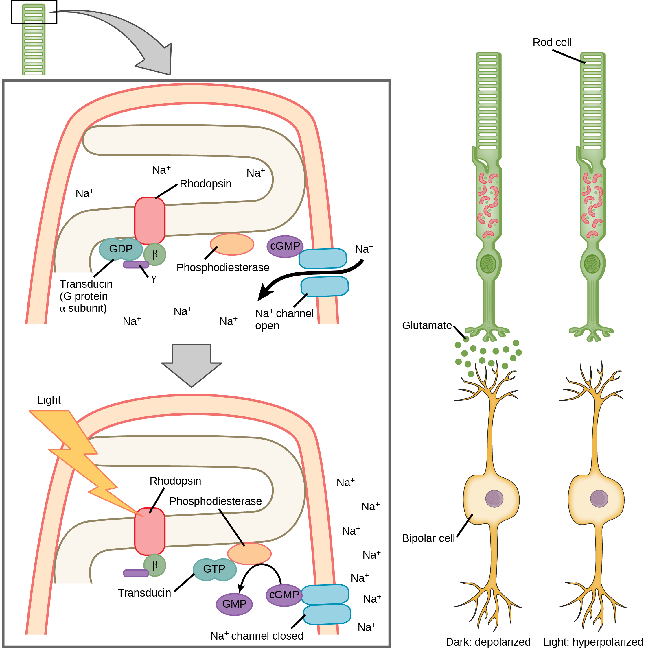 Illustration A shows the signal transduction pathway for rhodopsin, which is located in internal membranes at the top of rod cells. When light strikes rhodopsin, a G protein called transducing is activated. Transducin has three subunits, alpha, beta and gamma. Upon activation, G D P on the alpha subunit is replaced with G T P. The subunit dissociates, and binds phosphodiesterase. Phosphodiesterase, in turn, converts c G M P to G M P, which closes sodium ion channels. As a result, sodium can no longer enter the cell, and the membrane becomes hyperpolarized. Illustration b shows that the tall, thin rod cell is stacked on top of a bipolar nerve cell. In the dark the membrane is depolarized, and glutamate is released from the rod cell to the axon terminal of the bipolar cell. In the light, no glutamate is released.