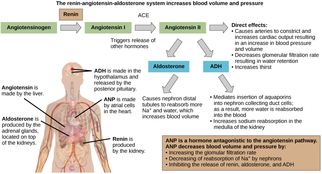 The renin-angiotensin-aldosterone pathway involves four hormones: renin, which is made in the kidney, angiotensin, which is made in the liver, aldosterone, which is made in the adrenal glands, and A D H, which is made in the hypothalamus and secreted by the posterior pituitary. The adrenal glands are located on top of the kidneys, and the hypothalamus and pituitary are in the brain. The pathway begins when renin converts angiotensinogen into angiotensin I. An enzyme called A C E then converts angiotensin I into angiotensin I I. Angiotensin I I has several direct effects. These include arterial constriction, which increases blood pressure, decreasing the glomerular filtration rate, which results in water retention, and increasing thirst. Angiotensin I I also triggers the release of two other hormones, aldosterone and A D H. Aldosterone causes nephron distal tubules to reabsorb more sodium and water, which increases blood volume. A D H moderates the insertion of aquaporins into the nephridial collecting ducts. As a result, more water is reabsorbed by the blood. A D H also causes arteries to constrict. The hormone A N P is antagonistic to the angiotensin pathway. A N P decreases blood pressure and volume by increasing the glomerulus filtration rate, increasing reabsorption of sodium ions by the nephron, and by inhibiting the release of renin from the kidney and aldosterone from the adrenal gland.