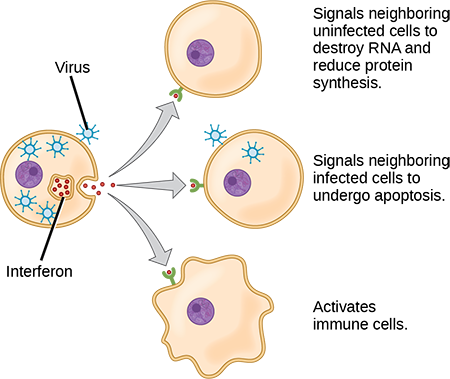 Illustration shows a virus-infected cell secreting interferon, which binds to receptors of neighboring cells. Interferon signals neighboring uninfected cells to destroy R N A and reduce protein synthesis, thus making it more difficult for virus to infect the cell. It signals neighboring infected cells to undergo apoptosis. It also activates nearby immune cells.