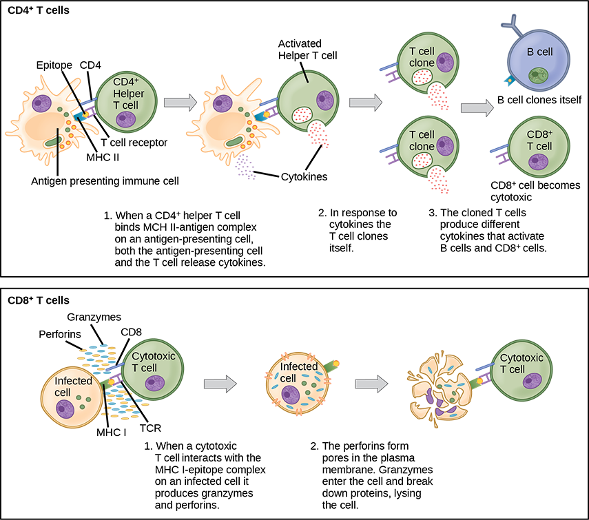 Illustration shows activation of a C D 4 plus helper T cell. An antigen-presenting cell digests a pathogen. Epitopes from this pathogen are presented in conjunction with M H C I I molecules on the cell surface. A T cell receptor and a C D 8 receptor, both on the surface of the T cell, bind the M H C I I epitope complex. As a result, the helper T cell becomes activated and both the helper T cell and antigen-presenting cell release cytokines. The cytokines induce the helper T cell to clone itself. The cloned helper T cells release different cytokines that activate B cells and C D 8 plus T cells, turning them into cytotoxic T cells. The cytotoxic and binds the M H C I epitope complex on an infected cell. The cytotoxic T cell then releases perforin molecules, which form a pore in the plasma membrane, and granzymes, which break down proteins, killing the cell.