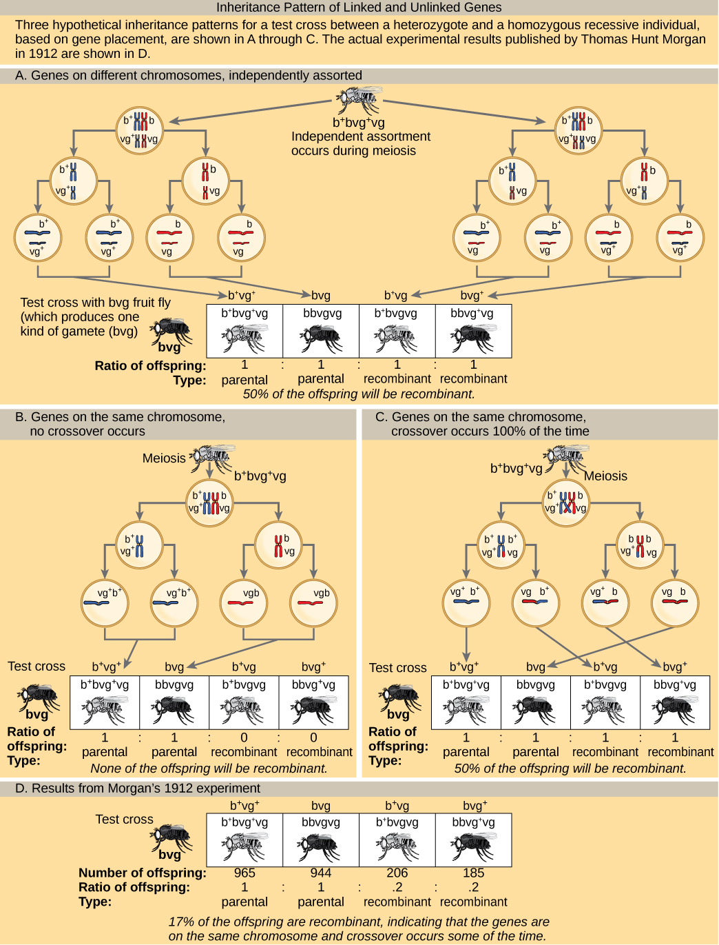 The illustration shows the possible inheritance patterns of linked and unlinked genes. The example used includes fruit fly body color and wing length. Fruit flies may have a dominant gray color lowercase b superscript +, or a recessive black color lowercase b. They may have dominant long wings lowercase v g superscript +, or recessive short wings, lowercase v g. Three hypothetical inheritance patterns for a test cross between a heterozygous and a recessive fruit fly are shown, based on gene placement. The actual experimental results published by Thomas Hunt Morgan in 1912 are also shown. In the first hypothetical inheritance pattern in part a, the genes for the two characteristics are on different chromosomes. Independent assortment occurs so that the ratio of genotypes in the offspring is 1 b + b v g + v g colon 1. b b v g v g colon 1. b + b v g v g colon 1. v g v g v g + v g, and 50% of the offspring are nonparental types. In the second hypothetical inheritance pattern in part b, the genes are close together on the same chromosome so that no crossover occurs between them. The ratio of genotypes is 1 b + b v g + v g colon 1. b b v g v g, and none of the offspring are recombinant. In the third hypothetical inheritance pattern in part c, the genes are far apart on the same chromosome so that crossing over occurs 100% of the time. The ratio of genotypes is the same as for genes on two different chromosomes, and 50% of the offspring are recombinant, nonparental types. Part d shows that the number of offspring that Thomas Hunt Morgan actually observed was 965 colon 944 colon 206 colon 185, which is b + b v g + v g colon b b v g v g colon b + b v g v g colon, b b v g + v g. Seventeen percent of the offspring were recombinant, indicating that the genes are on the same chromosome and crossing over occurs between them some of the time.