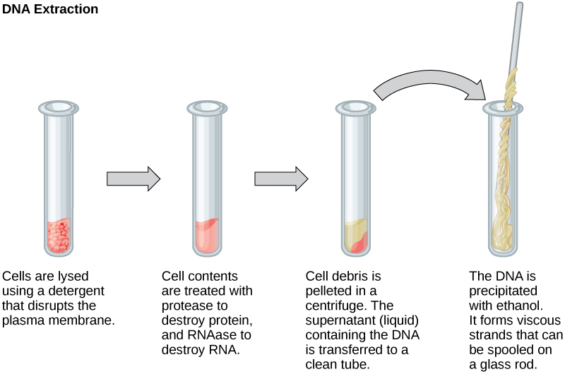 This illustration shows the four main steps of D N A extraction. In the first step, cells in a test tube are lysed using a detergent that disrupts the plasma membrane. In the second step, cell contents are treated with protease to destroy protein, and RNAase to destroy R N A. The resulting slurry is centrifuged to pellet the cell debris. The supernatant, or liquid, containing the D N A is then transferred to a clean test tube. The D N A is precipitated with ethanol. It forms viscous, mucous-like strands that can be spooled on a glass rod