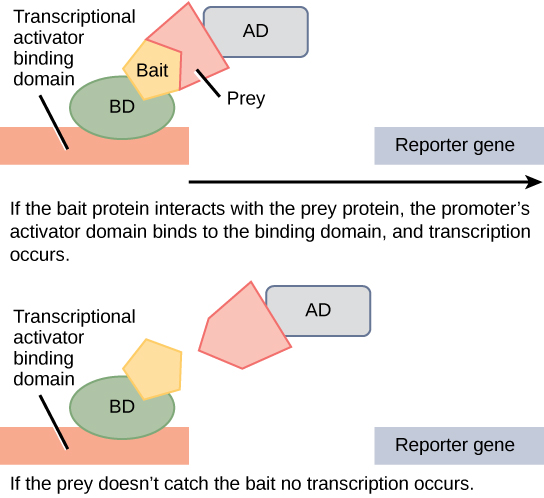 In two-hybrid screening, the binding domain of a transcription factor is separated from the activator domain. A bait protein is attached to the D N A binding domain of a transcription factor, and a prey protein is attached to the activator domain. If the prey catches the bait, in other words, binds to it, transcription of a reporter gene occurs. If the prey does not catch the bait, no transcription occurs. Scientists use this transcriptional activation to determine if interaction between the bait and prey has occurred.