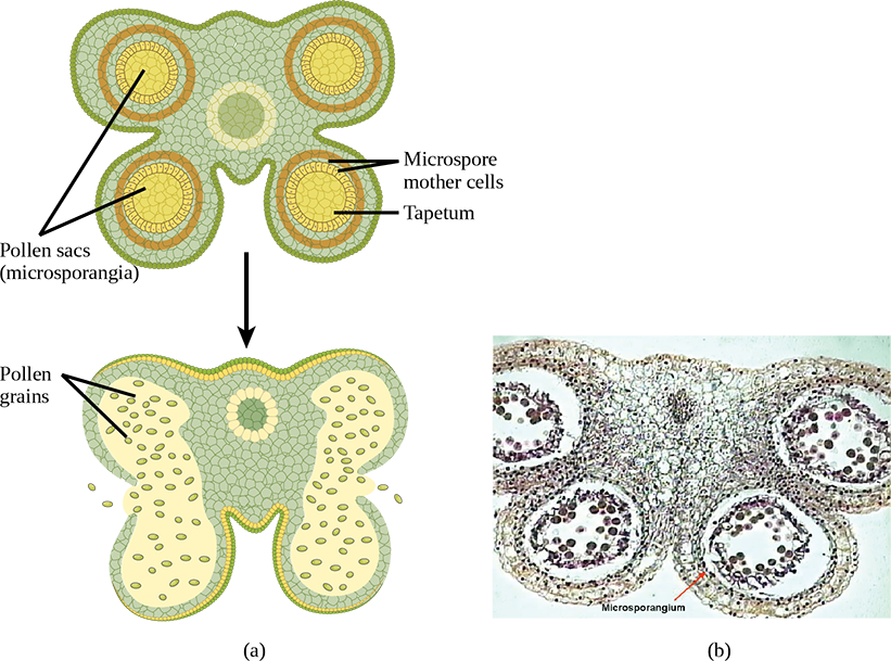 Illustration A shows cross section of an anther, which has four lobes each containing a pollen sac, or microsporangium. Inside the pollen sac is a layer called the tapetum, and within this ring are the microspore mother cells. As the microsporangium matures, two pollen sacs merge and an opening forms between them so that the pollen can be released. Micrographs in part B show pollen sacs with a visible opening between them. b: A micrograph of an immature lily anther shows four pollen sacs containing pollen grains.