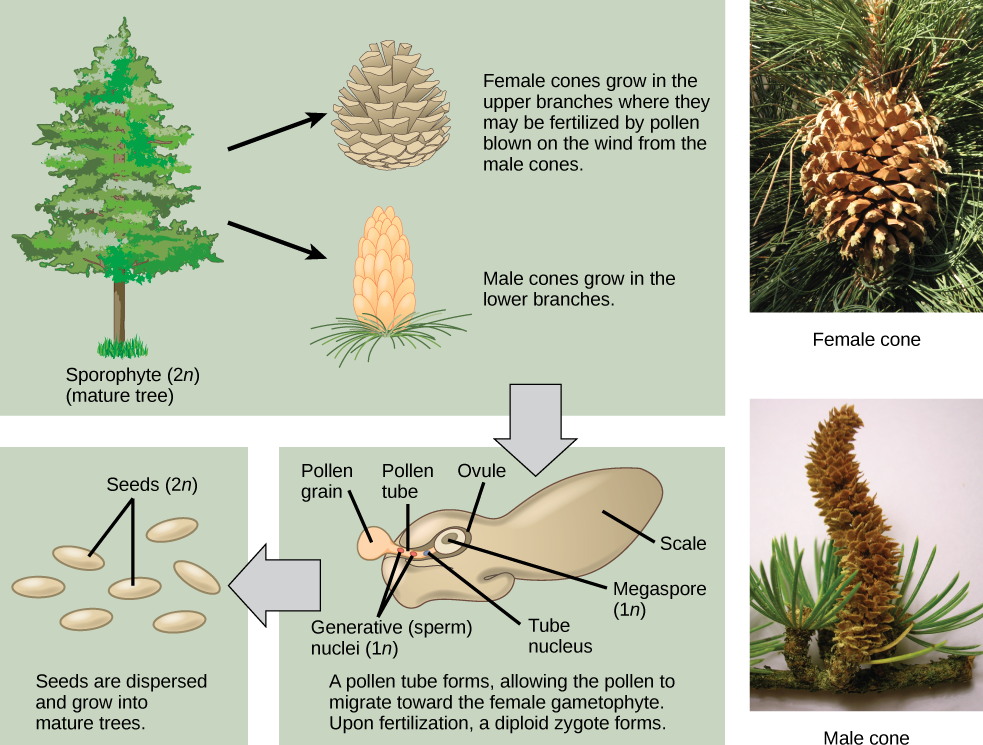 The conifer life cycle begins with a mature tree, which is called a sporophyte and is diploid, 2 n. The tree produces male cones in the lower branches, and female cones in the upper branches. The male cones produce pollen grains that contain two generative, sperm, nuclei and a tube nucleus. When the pollen lands on a female scale, a pollen tube grows toward the female gametophyte, which consists of an ovule containing the megaspore. Upon fertilization, a diploid zygote forms. The resulting seeds are dispersed, and grow into a mature tree, ending the cycle. Both the male and female cone are made up of rows of scales, but the female cone is round and wide, and the male cone is long and thin with thinner scales.