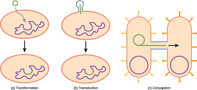 Illustration A shows a small, circular piece of DNA being absorbed by a cell. Illustration C shows a bacteriophage injecting DNA into a prokaryotic cell. The DNA then gets incorporated in the genome. Illustration C shows two bacteria connected by a pilus. A small loop of DNA is transferred from one cell to another via the pilus.