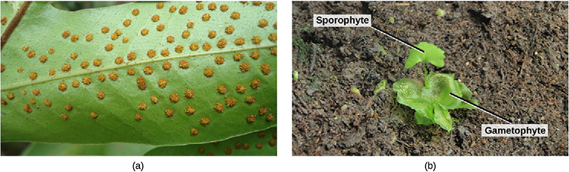 Photo A shows small bumps called sori on the underside of a fern frond. Photo B shows a young sporophyte with a fan-shaped leaf growing from a lettuce-like gametophyte.