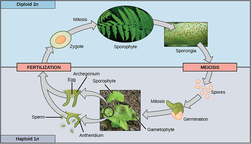 The fern life cycle begins with a diploid (2n) sporophyte, which is the fern plant. Sporangia are round bumps that occur on the bottom of the leaves. Sporangia undergo mitosis to form haploid (1n) spores. The spores germinate and grow into a green gametophyte 1n that resembles lettuce. The gametophyte contains antheridia that produce, sperm and archegonia that produce eggs. Inside the archegonium the sperm fertilizes the egg, forming a diploid (2n) zygote. The zygote undergoes mitosis to form a 2n sporophyte, ending the cycle.