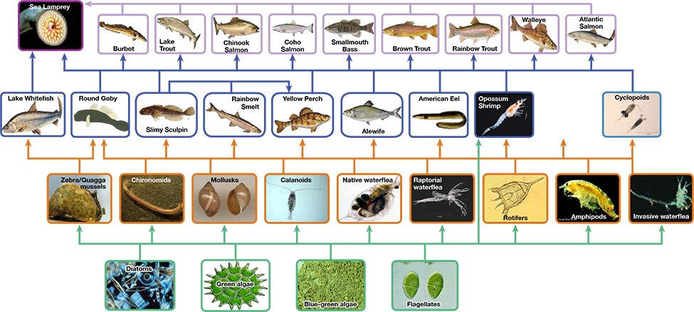 The bottom level of the illustration shows primary producers, which include diatoms, green algae, blue-green algae, flagellates, and rotifers. The next level includes the primary consumers that eat primary producers. These include calanoids, waterfleas, and cyclopoids, rotifers and amphipods. The shrimp also eats primary producers. Primary consumers are in turn eaten by secondary consumers, which are typically small fish. The small fish are eaten by larger fish, the tertiary, or apex consumers. The yellow perch, a secondary consumer, eats small fish within its own trophic level. All fish are eaten by the sea lamprey. Thus, the food web is complex with interwoven layers.