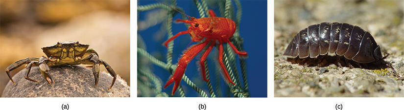 Photo a shows a crab on land, and photo b shows a bright red shrimp in the water. Image c is of a pill bug walking on sand.