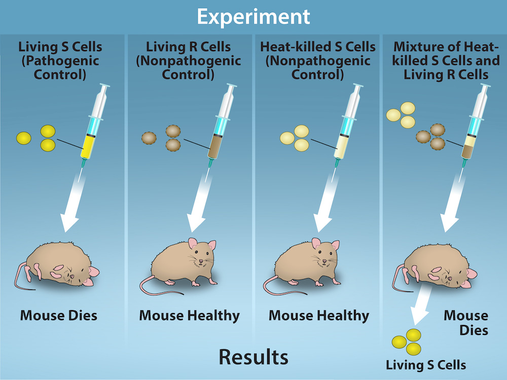 Four scenarios in an experiment are shown.  In the first, living S cells are injected, and the mouse dies. In the second, living R cells are injected, and the mouse is healthy. In the third, heat-killed S cells are injected, and the mouse is healthy. In the fourth, mixture of heat-killed S cells and Living R cells are injected, and the mouse dies and living S cells are recovered.