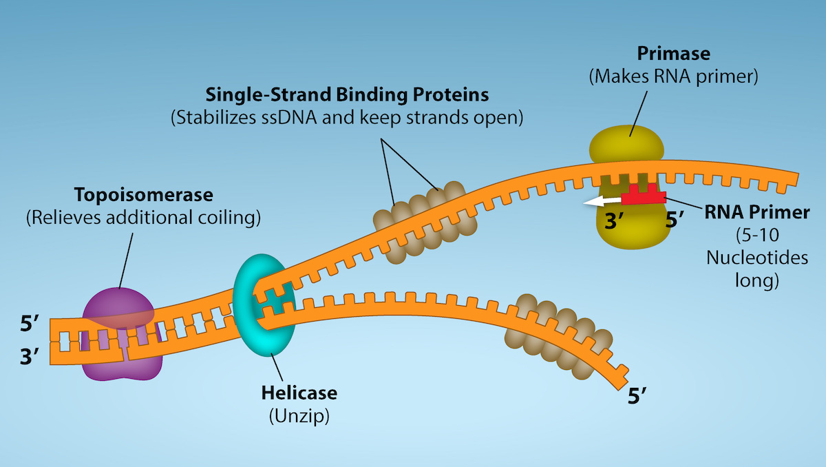 Topoisomerase binds to D N A to relieve additional coiling. Helicase separates or unzips the two strands. Single-strand binding proteins attach to each D N A strand, and stablize S S D N A and keeps the strands open.  While the strands are separates, Primase makes R N A Primer, which is five to ten nucleotides long.