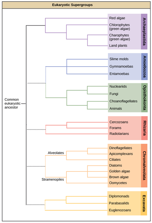 This image displays a proposed protist phylogeny. On the left, a common eukaryotic ancestor has one solid branch and four dotted branches connecting it to the other families. The solid line leads to archeaplasida, which includes algea and land plants,  There are dotted lines extedning from the solid line; the first leads to amebozoa, which include slime molds, and leads to opistokonta which includes fungi and animals. The next leads to rhizaria, which include forams, and cercozoans. The next leads to chromalvealata, and broken into two categories, alveolates, containing ciliates, and stramenopiles, containing diatoms and brown algae. The last leads to excavata, containing diplomonads, and parabasalids.