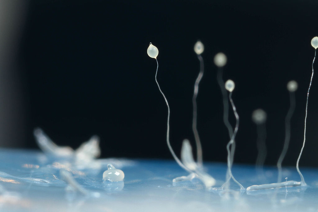 Slime mold with thin stalks topped with circular structures
