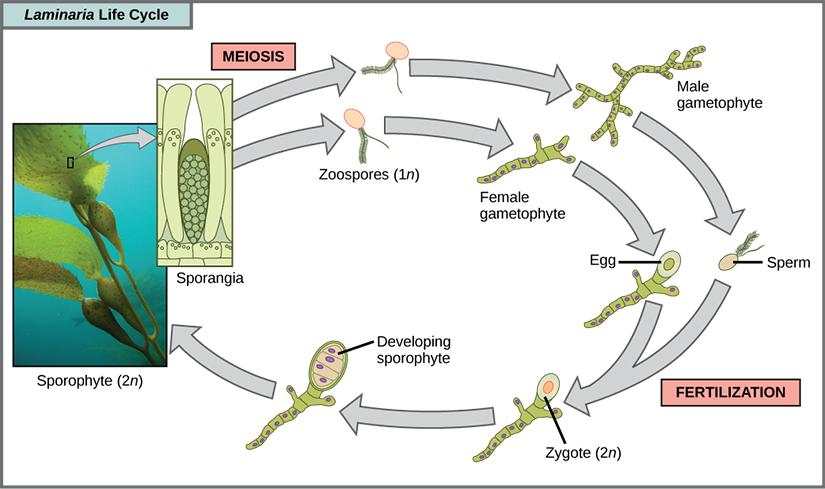 The life cycle of the brown algae, Laminaria, begins when sporangia undergo meiosis, producing 1 n zoospores. The zoospores undergo mitosis, producing multicellular male and female gametophytes. The female gametophyte produces eggs, and the male gametophyte produces sperm. The sperm fertilizes the egg, producing a 2 n zygote. The zygote undergoes mitosis, producing a multicellular sporophyte. The mature sporophyte produces sporangia, completing the cycle. A photo inset shows the sporophyte stage, which resembles a plant with long, flat blade-like leaves attached to green stalks via bladder like connections. Both the blade and stalks are submerged. Sporangia are associated with the leaf like structures.