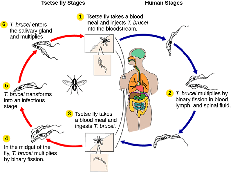 The life cycle of T brucei begins when the tetse fly takes a blood meal from a human host, and injects the parasite into the bloodstream. T brucei multiplies by binary fission in blood, lymph and spinal fluid. When another tsetse fly bites the infected person, it takes up the pathogen, which then multiplies by binary fission in the flys midgut. T brucei transforms into an infective stage and enters the salivary gland, where it multiplies. The cycle is completed when the fly takes a blood meal from another human.