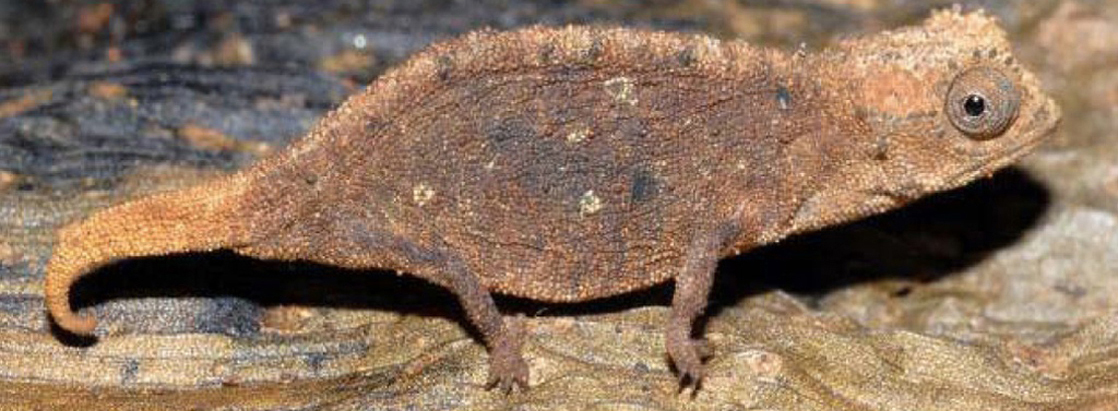 Photo shows a mottled brown chameleon that blends into the leaf it sits on.