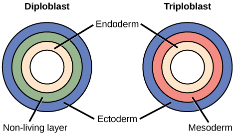 The left illustration shows the two embryonic germ layers of a diploblast. The inner layer is the endoderm, and the outer layer is the ectoderm. Sandwiched between the endoderm and the ectoderm is a non-living layer. Right illustration shows the three embryonic germ layers of a triploblast. Like the diploblast, the triploblast has an inner endoderm and an outer ectoderm. Sandwiched between these two layers is a living mesoderm.