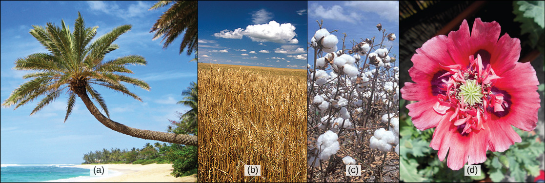 Photo A shows a palm tree on a beach. Photo B shows a field of wheat. Photo C shows white cotton balls on a cotton plant. Photo D shows a red poppy flower.