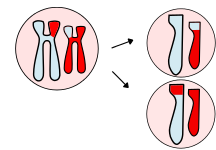 Unit 8: The Genetic Consequences of Meiosis
