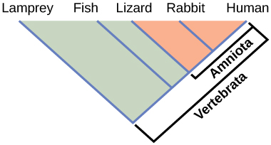 The illustration shows the V-shaped Vertebrata clade, which includes lampreys, fish, lizards, rabbits, and humans. Lampreys are at the left tip of the V, and humans are at the right tip. Three more lines are drawn parallel to the lamprey line; each of these lines starts further up the right arm of the V than the next. At the end of each line, from left to right, are fish, lizards, and rabbits. Lizards, rabbits, and humans are in the clade Amniota, which form a small V nested in the upper right-hand corner of the V-shaped Vertebrata clade.