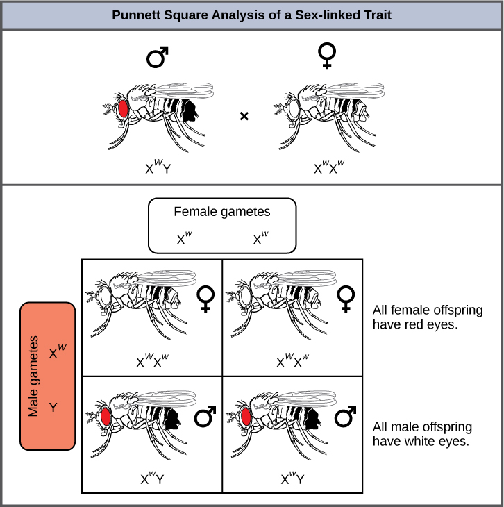 This illustration shows a Punnett square analysis of fruit fly eye color, which is a sex-linked trait. A red-eyed male fruit fly with the genotype X superscript w baseline, Y, is crossed with a white-eyed female fruit fly with the genotype X superscript w, X superscript w baseline. All of the female offspring acquire a dominant upper case W allele from the father and a recessive lower case w allele from the mother, and are therefore heterozygous dominant with red eye color. All of the male offspring acquire a recessive w allele from the mother and a Y chromosome from the father and are therefore hemizygous recessive with white eye color.