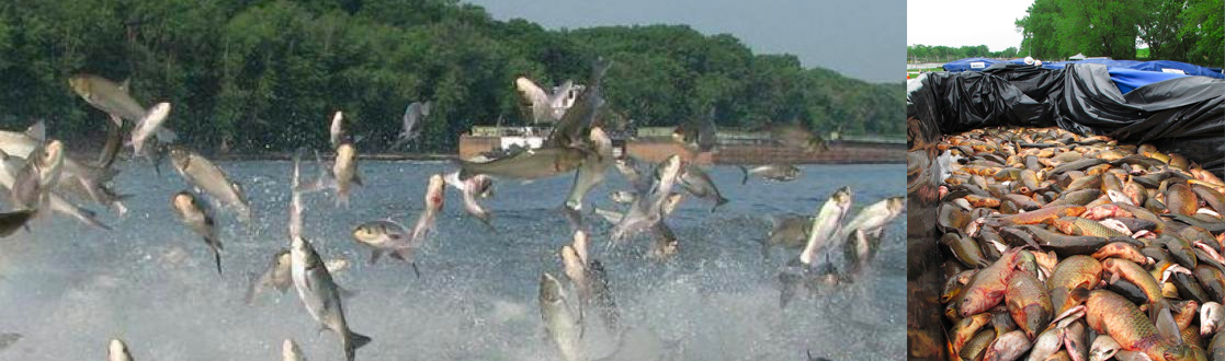 Main photo shows fish jumping out of the water, and inset photo shows a pile of dead fish in a container.