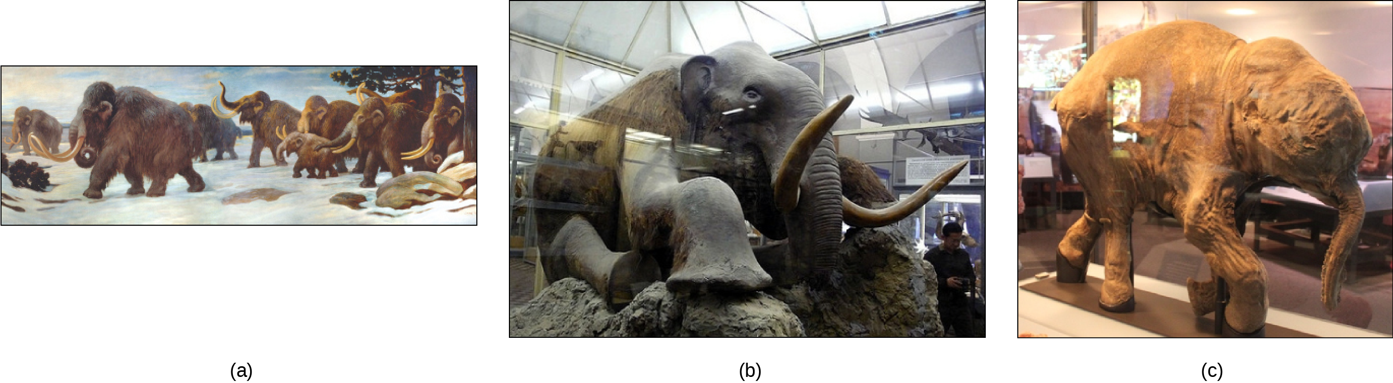 Three depictions of mammoths are shown.  They are large, elephant like creatures covered in fur and have long tusks. Photo a shows a painting of mammoths walking in the snow. Photo b shows a stuffed mammoth sitting in a museum display case. Photo c shows a mummified baby mammoth, also in a display case. Photo (b) shows a stuffed mammoth sitting in a museum display case. Photo (c) shows a mummified baby mammoth, also in a display case.