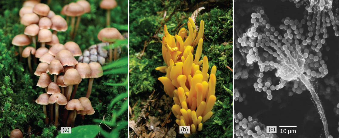 Left photo shows a cluster of mushrooms with bell-like domes attached to slender stalks. Middle photo shows a yellowish-orange fungus that grows in a cluster and is lobe-shaped. Right photo is a micrograph that shows a long, slender stalk that branches into long chains of spores that look like a string of beads.