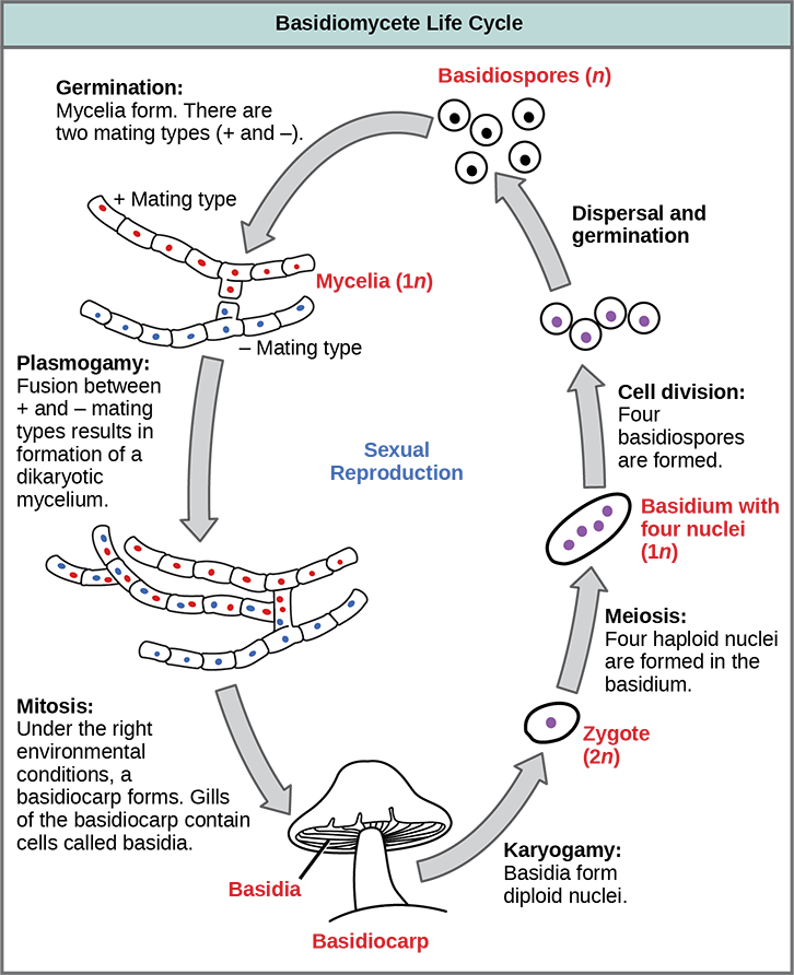 The life cycle of basidiomycetes, better known as mushrooms, is shown. Basidiomycetes have a sexual life cycle that begins with the germination of 1n basidiospores into mycelia with plus and minus mating types. In a process called plasmogamy, the plus and minus mycelia form a dikaryotic mycelium. Under the right conditions, the dikaryotic mycelium grows into a basdiocarp, or mushroom. Gills on the underside of the mushroom cap contain cells called basidia. The basidia undergo karyogamy to form a 2n zygote. The zygote undergoes meiosis to form cells with four haploid (1n) nuclei. Cell division results in four basidiospores. Dispersal and germination of basidiospores ends the cycle.