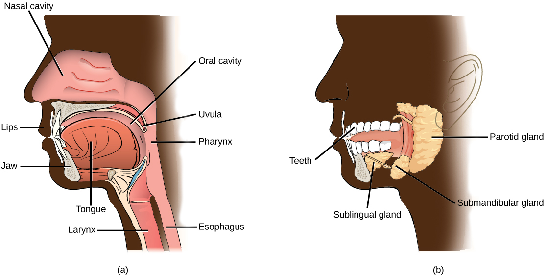 Illustration A shows the parts of the human oral cavity. The tongue rests in the lower part of the mouth. The flap that hangs from the back of the mouth is the uvula. The airway behind the uvula, called the pharynx, extends up to the nostrils and down to the esophagus, which begins in the neck. Illustration B shows the two salivary glands, which are located beneath the tongue, the sublingual and the submandibular. A third salivary gland, the parotid, is located behind the pharynx.