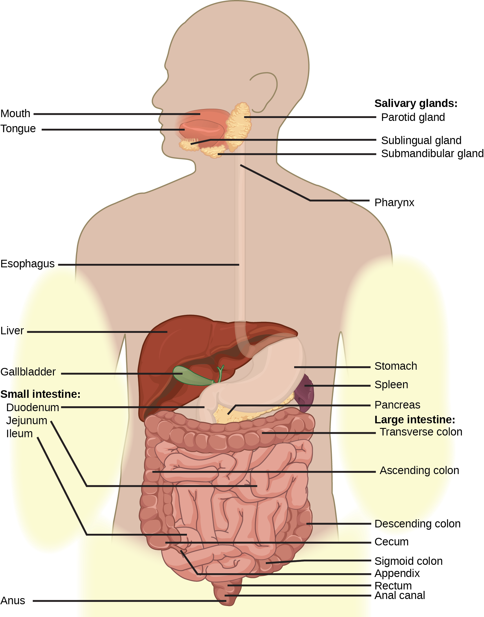 Illustration shows the human lower digestive system, which begins with the stomach, a sac that lies above the large intestine. The stomach empties into the small intestine, which is a long, highly folded tube. The beginning of the small intestine is called the duodenum, the long middle part is called the jejunum, and the end is called the ileum. The ileum empties into the large intestine on the right side of the body. Beneath the junction of the small and large intestine is a small pouch called the cecum. The appendix is at the bottom end of the cecum. The large intestine travels up the left side of the body, across the top of the small intestine, then down the right side of the body. These parts of the large intestine are called the ascending colon, the transverse colon and the descending colon, respectively. The large intestine empties into the rectum, which is connected to the anus. The pancreas is sandwiched between the stomach and large intestine. The liver is a triangular organ that sits above and slightly to the right of the stomach. The gallbladder is a small bulb between the liver and stomach.