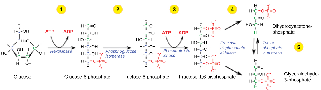 This illustration shows the steps in the first half of glycolysis. In step one, the enzyme hexokinase uses one A T P molecule in the phosphorylation of glucose. In step two, glucose dash 6 dash phosphate is rearranged to form fructose dash 6  dash phosphate by phosphoglucose isomerase. In step three, phosphofructokinase uses a second A T P molecule in the phosphorylation of the substrate, forming fructose dash 1, 6 dash bisphosphate. The enzyme fructose bisphosphate aldose splits the substrate into two, forming glyceraldeyde dash 3 dash phosphate and dihydroxyacetone-phosphate. In step 4, triose phosphate isomerase converts the dihydroxyacetone-phosphate into glyceraldehyde dash 3 dash phosphate.