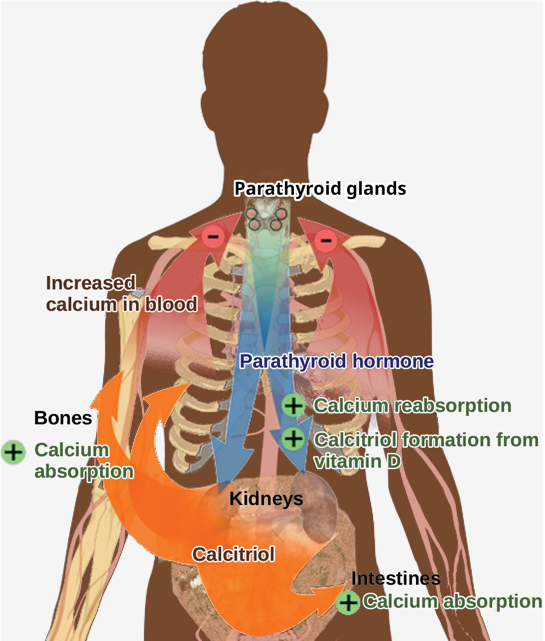 The parathyroid glands, which are located in the neck, release parathyroid hormone, or P T H. P T H causes the release of calcium from bone and triggers the reabsorption of calcium from the urine in the kidneys. P T H also triggers the formation of calcitriol from vitamin D. Calcitriol causes the intestines to absorb more calcium. The result is increased calcium in the blood.
