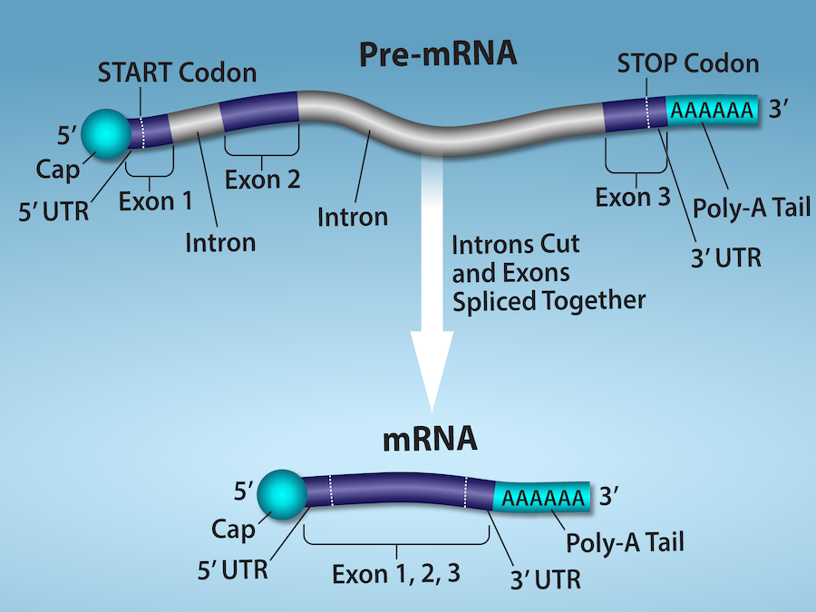 An illustration shows that in Pre- m R N A processing, there is a primary R N A transcript including regions labeled, left to right, as exon 1, intron, exon 2, intron, and exon 3. The introns are cut and exons are spliced together to produce mRNA.  After R N A processing, there is a spliced R N A with these parts, left to right are a 5 prime cap, a 5 prime untranslated region, exon 1, exon 2, exon 3, a 3 prime untranslated region, and a poly a tail.